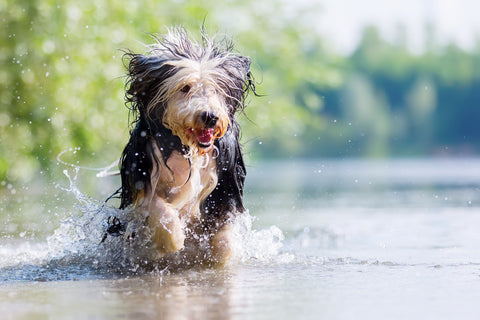 dog smells like wet dog smell after going outside