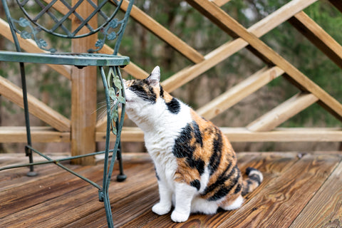 Ways on How to Stop Cats From Marking Territory