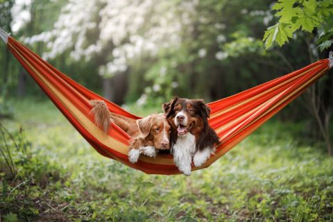 Dog relaxing inside a hammock