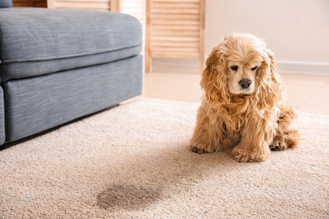 dog peed on the floor waiting for owner to come home