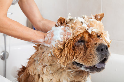 dog having a bath because he smells bad