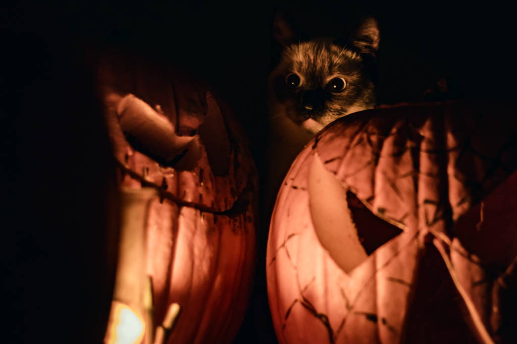 cat on a jack o'lantern