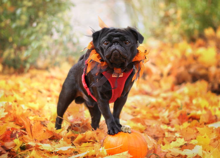 pug on a pumpkin