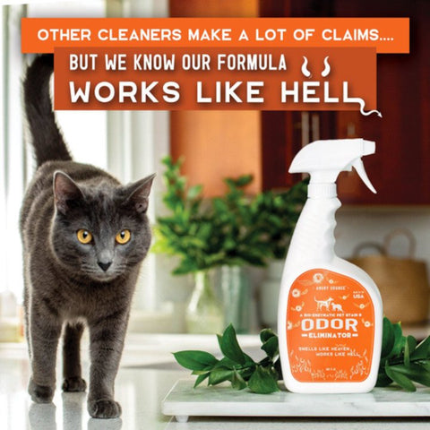 Cat walking by a spray bottle of Angry Orange enzymatic cleaner