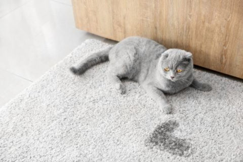 cat laying on the living room carpet next to a urine stain