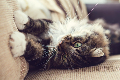 Cat scratching a sofa