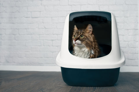 cat sitting comfortably in a clean litter box