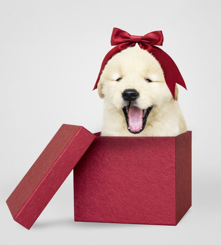 Christmas present puppy