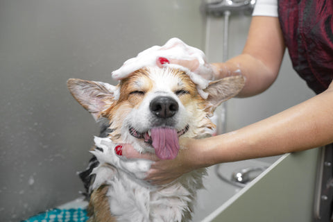 Dog getting a bath at the groomer