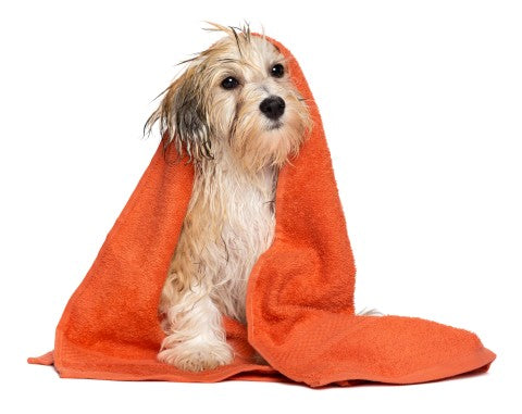 dog wrapped in a towel after being washed at the spa