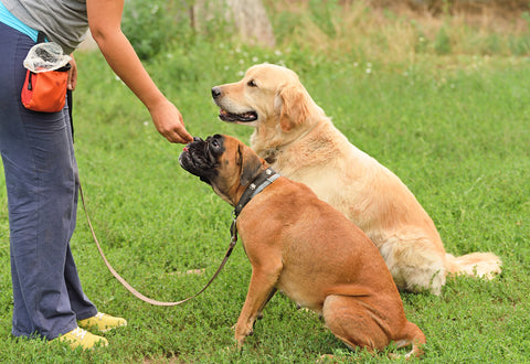 dogs being trained with a treat pouch for positive reinforcement