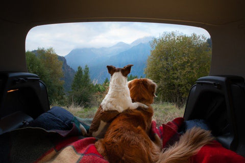 Two dogs laying in the back of the car looking at the mountains.