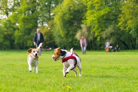 two dogs playing and running at the dog park