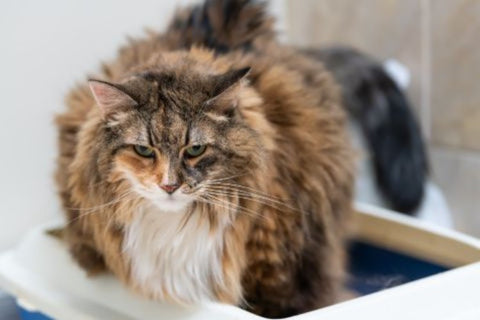 Older cat using litter box inside the house