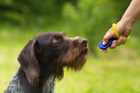 puppy being trained by using a training clicker