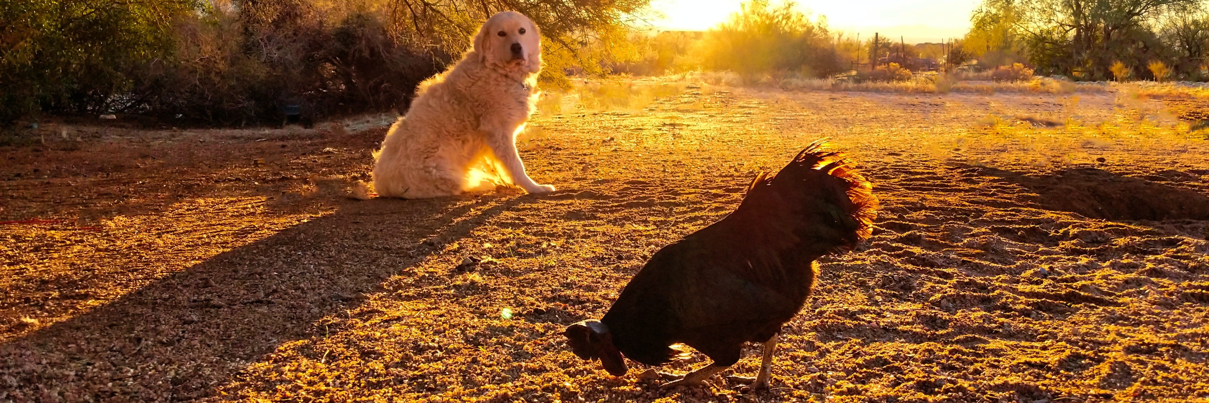 chicken allergy in dogs