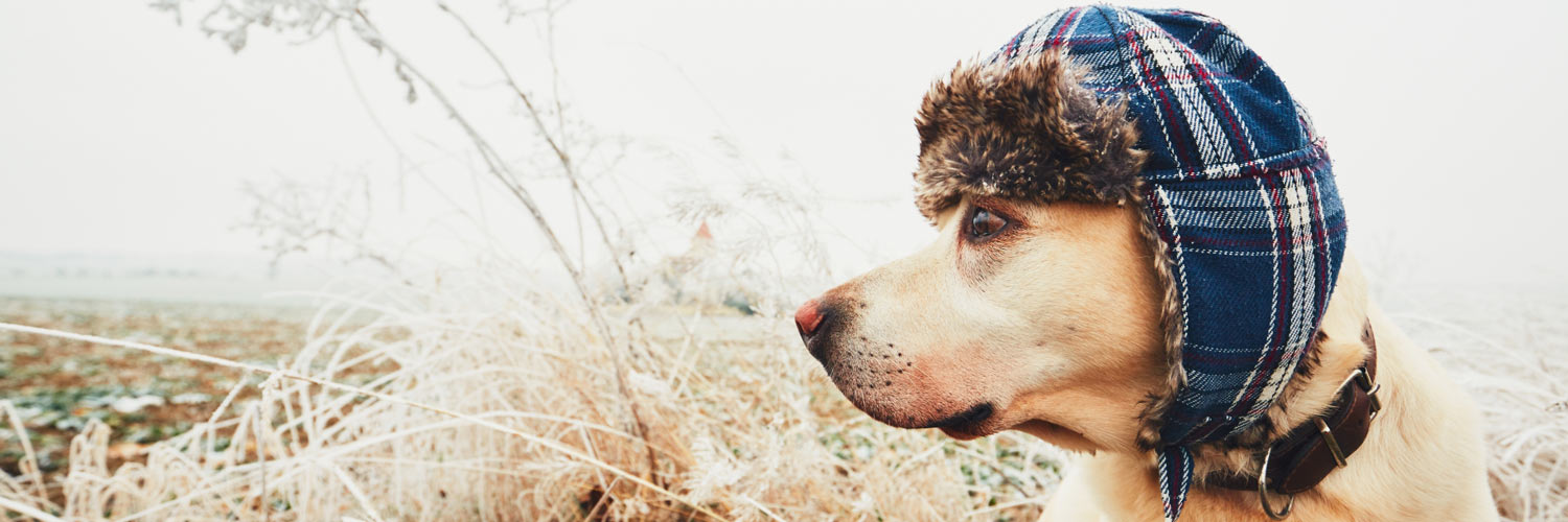 how do i protect my dog from cold weather