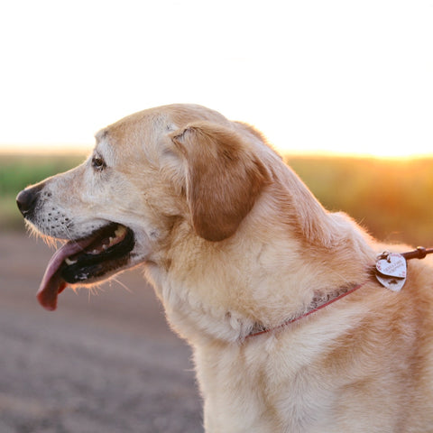 yellow lab dog looking towards the horizon