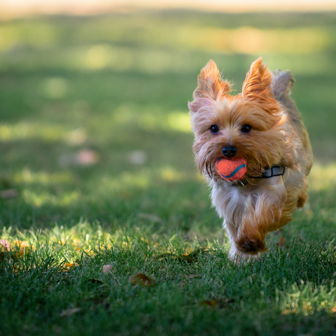 yorkie dog bringing a ball back to owner in game of fetch