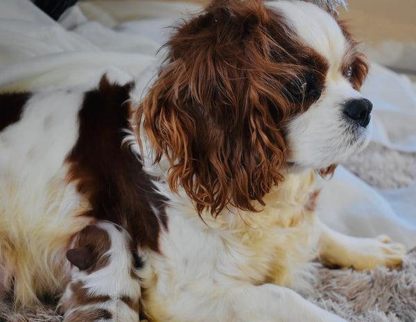 Feeding puppy and mother