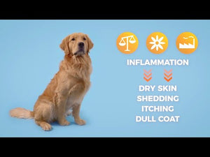 show dog coat supplements