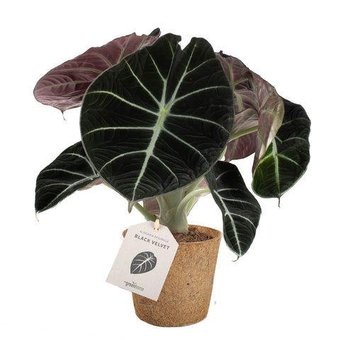 Alocasia 'Black Velvet'