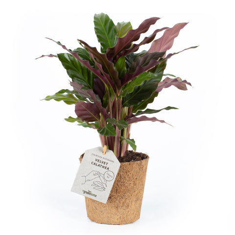 Velvet Calathea Rufibarba