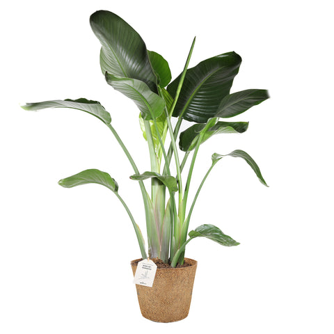 Strelitzia nicolai plante