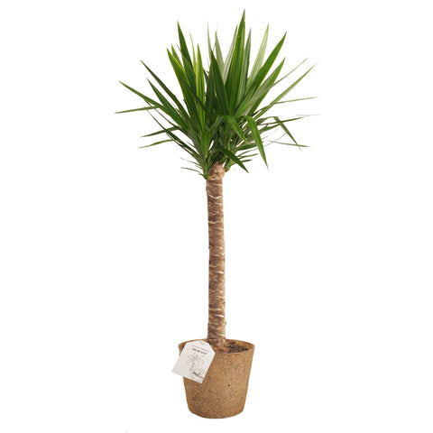 Palm lily Yucca 