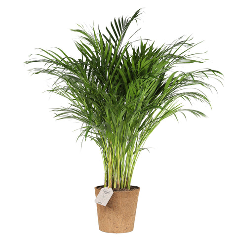 Sommerfugle palme Areca plante pasning