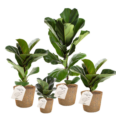 Ficus lyrata planter pasning