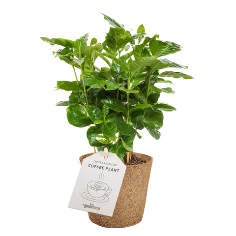 Kaffe-planter pasning