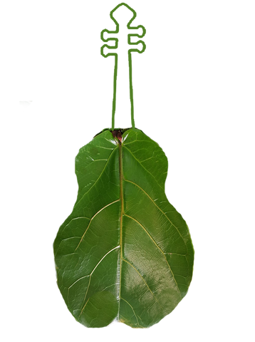 Fiddle Leaf Fig.