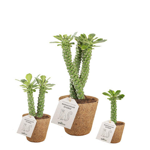 Monadenium madagscar spurge planter