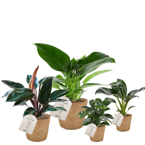 Silke-planter Philodendron pasning