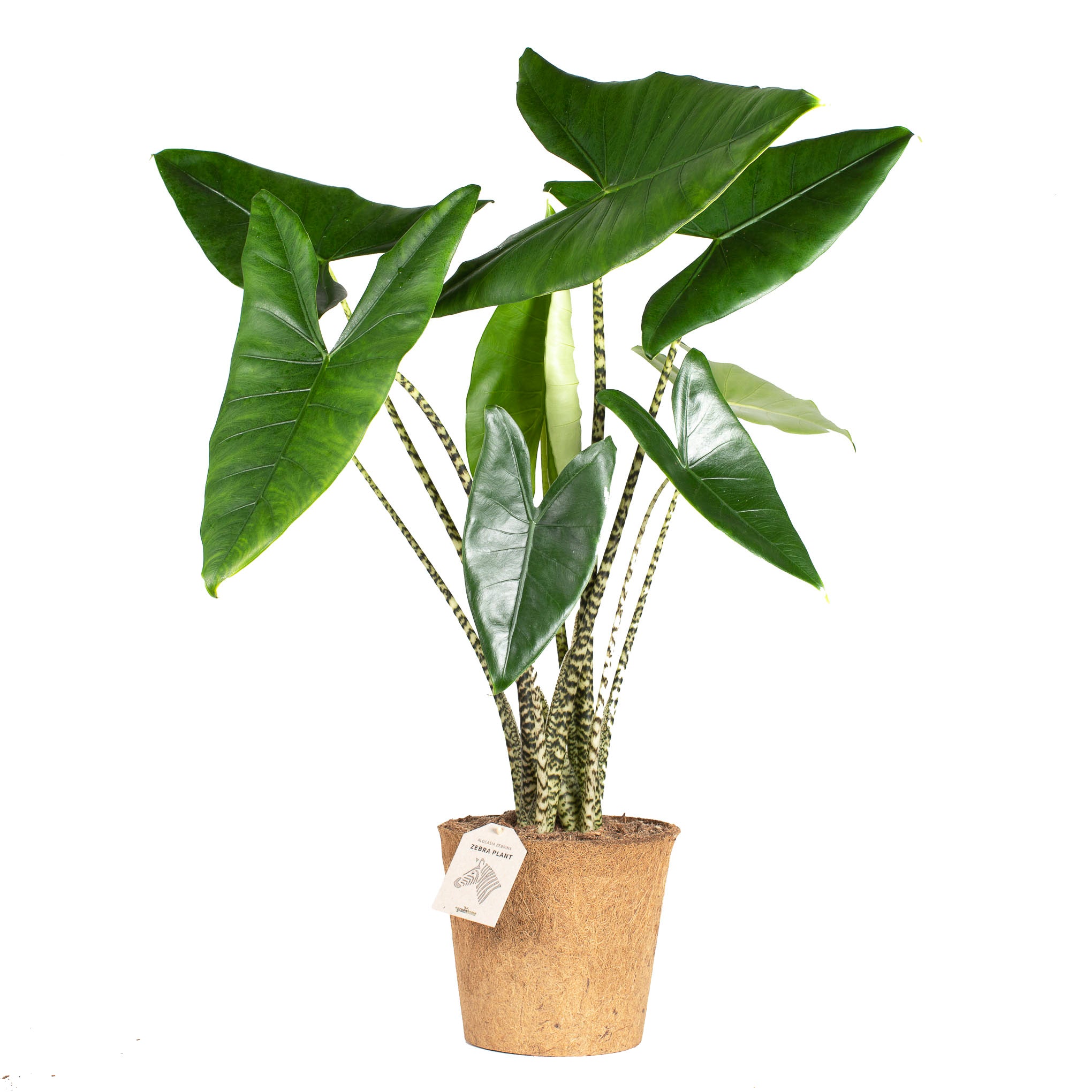 Plant – planter