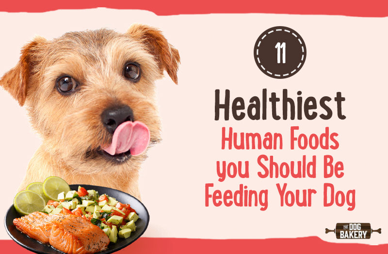 can humans eat dog food