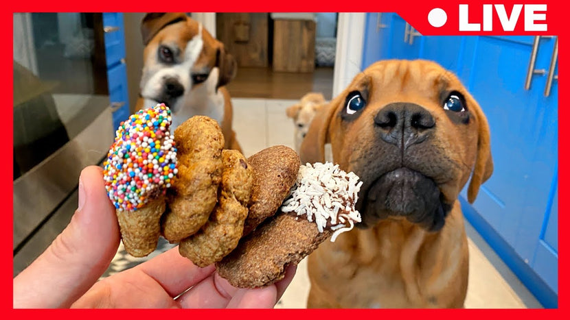 why do dogs love treats