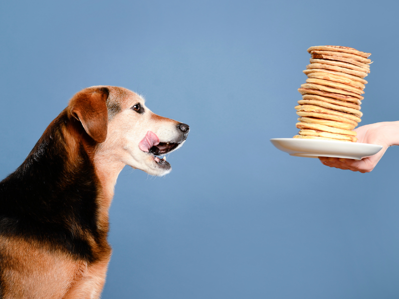 Can Dogs Eat Pancakes? – The Dog Bakery