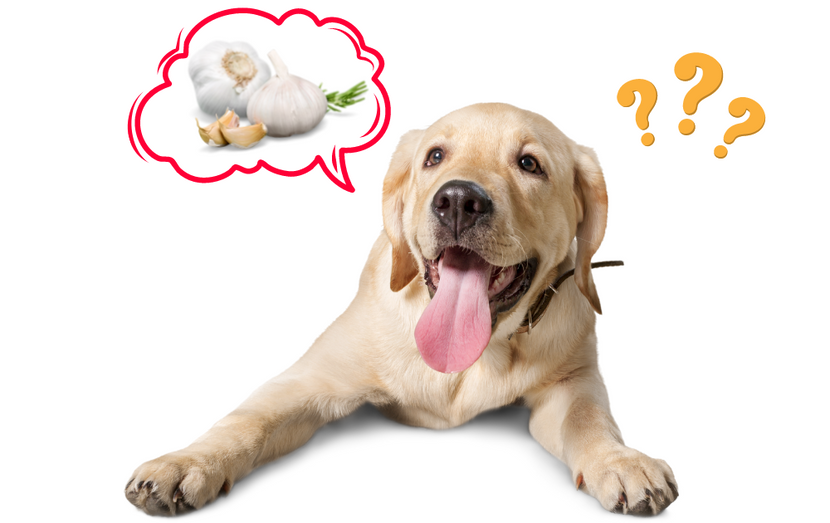 how much garlic will kill a dog