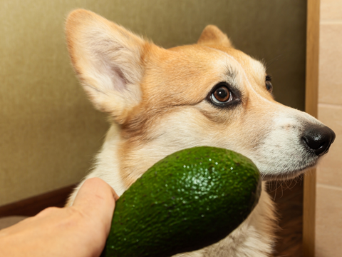 can a dog eat an avocado