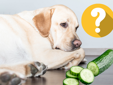 can dogs eat cucumbers