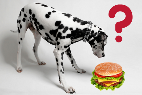 Can Dogs Eat Hamburgers – The Dog Bakery