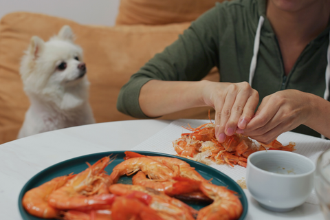 can dogs eat shrimp