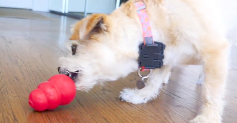 dog distraction toys