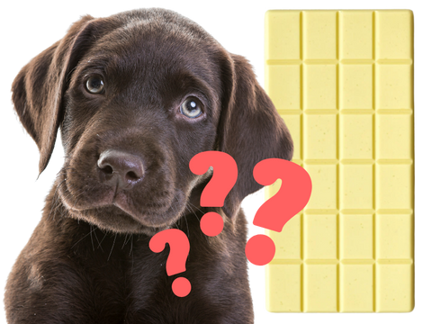 can dogs eat white chocolate?