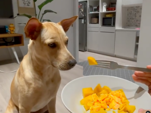 can dogs eat mango?