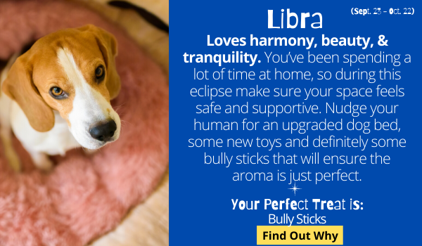 The Libra dog loves harmony, beauty, tranquility and prefers peace over adventure.  You’ve been spending a lot of time at home, so during this eclipse, make sure your space feels safe and supportive. Nudge your human for an upgraded dog bed, some new toys and definitely some bully sticks that will ensure the aroma in your space is just perfect.   Your Perfect Treat: Bully Sticks. Find out why