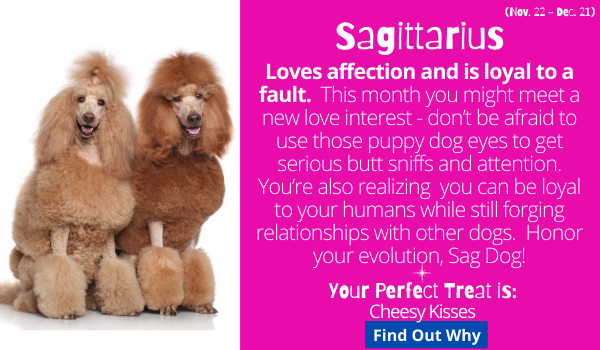 Sagittarius (November 22 - December 21) The Sagittarius dog loves affection and is loyal to a fault.  July will be a busy month for you Sag Dog… lots of car rides and walks. You might even meet a cute Doodle out on the trails - don’t be afraid to use those puppy dog eyes to get serious butt sniffs and attention. You’re also beginning to realize that you can be loyal to your humans while still forging relationships with other dogs.  Honor your evolution, Sag Dog