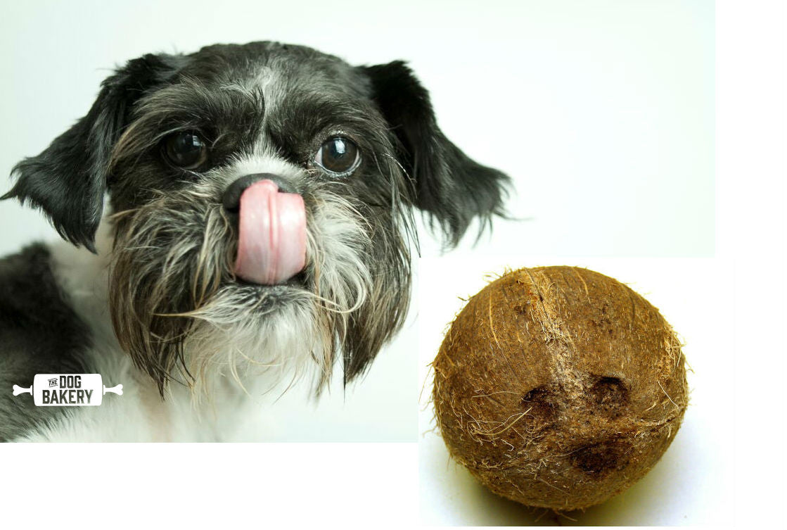 Coconut Oil Is Good For Dogs, But Can Dogs Eat Coconut? – The Dog Bakery